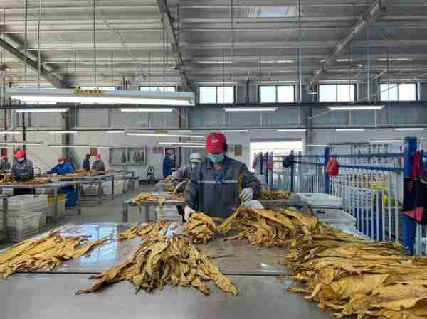 解烟草烟工烟术工(烟草工人)