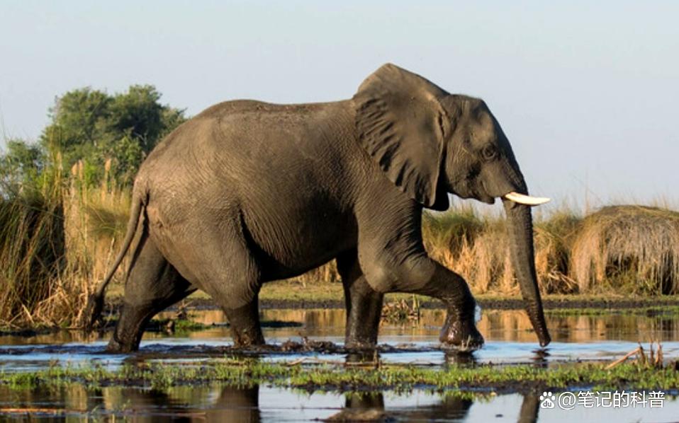 世界上最大的非洲象_最大的非洲象全长多少米 世界上最大的非洲象_最大的非洲象全长多少米