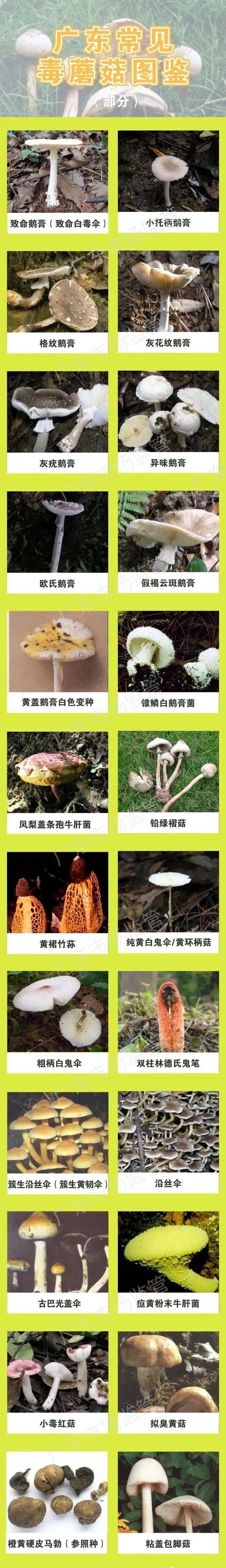 蘑菇不是植物是真菌_蘑菇不是植物是真菌吗