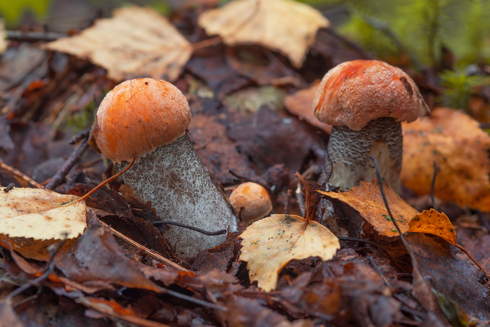 蘑菇不是植物是真菌_蘑菇不是植物是真菌吗