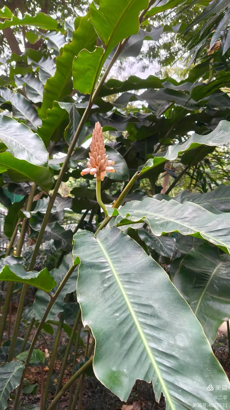 最古老的活体植物_最古老的活体植物图片