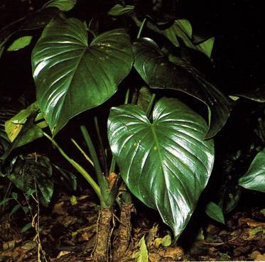 最古老的活体植物_最古老的活体植物图片