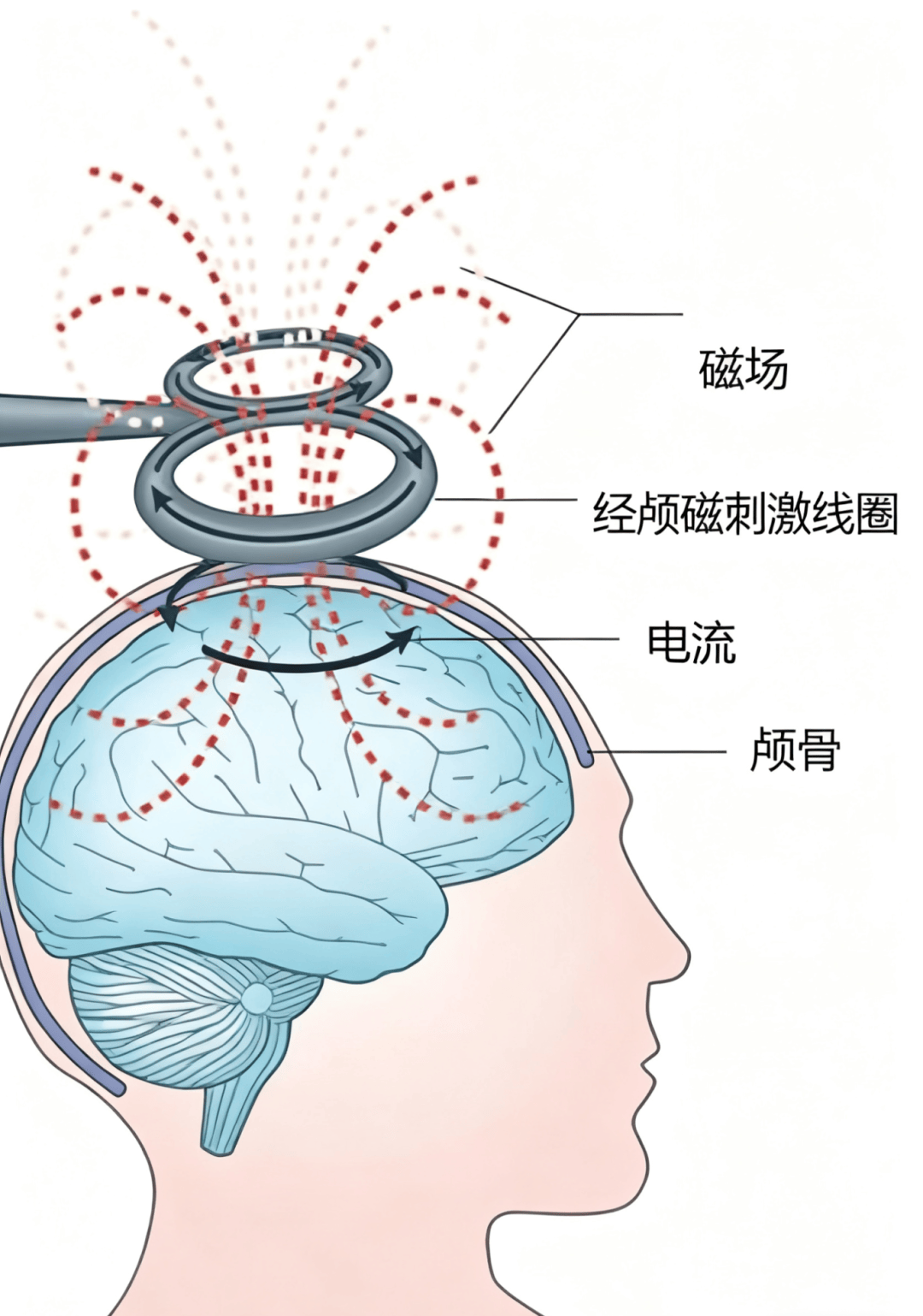 学习的大脑机制_大脑工作机制