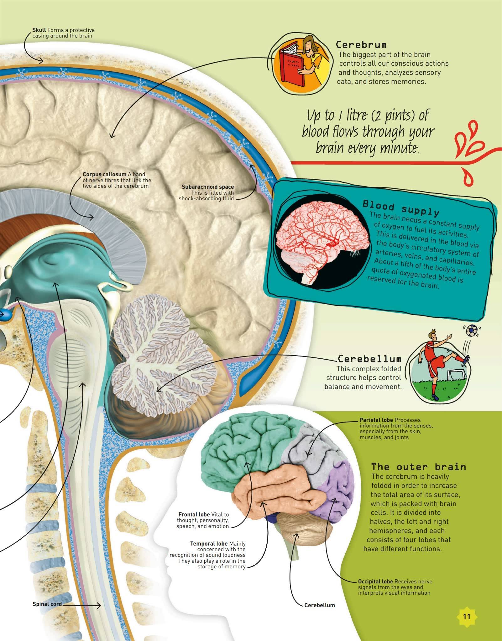 学习的大脑机制_大脑工作机制