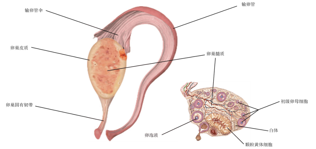 害羞的生理学原理_害羞的生理机制