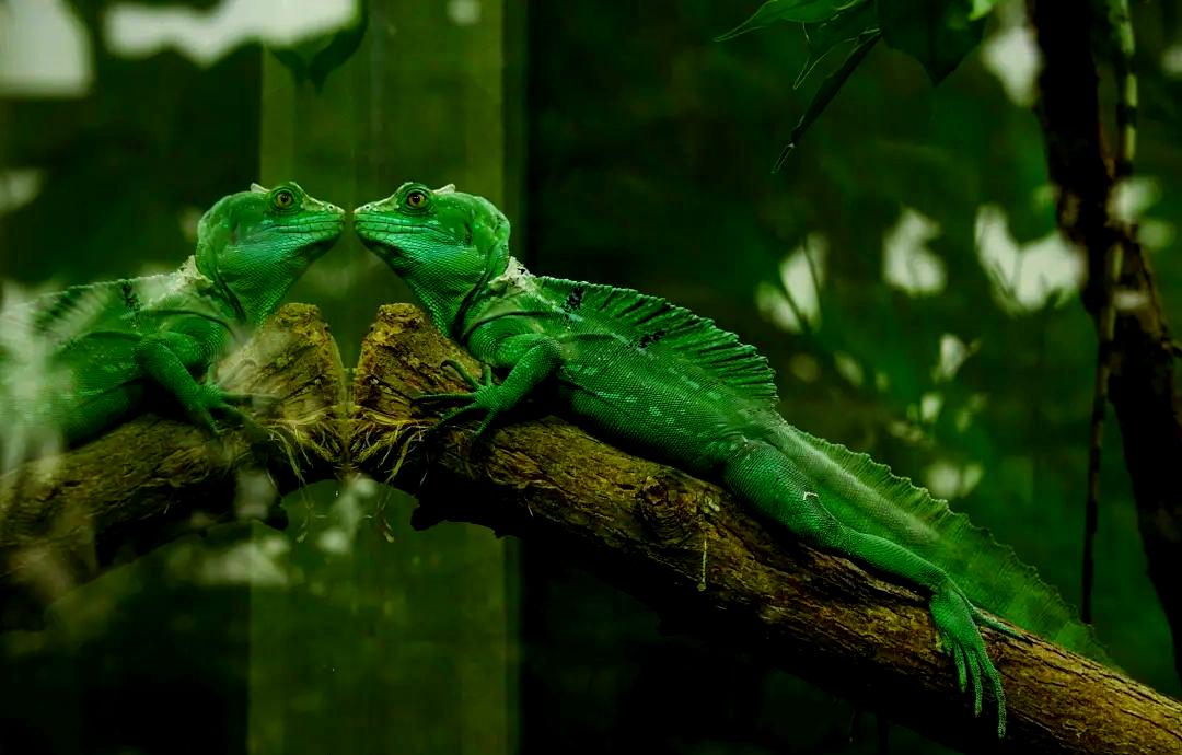 自然界的伪装大师们_自然界的伪装大师有哪些