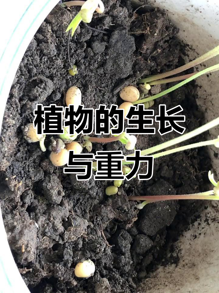 植物的向光性生长_植物的向光性生长是植物信号转导产生的短期生理效应