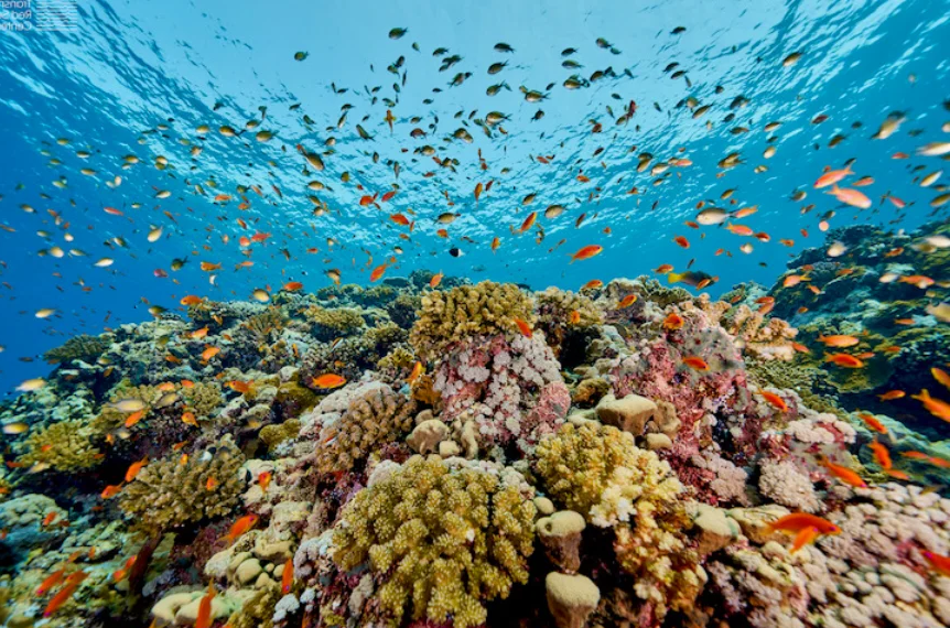 红海：最温暖的海洋_红海的具体位置在哪