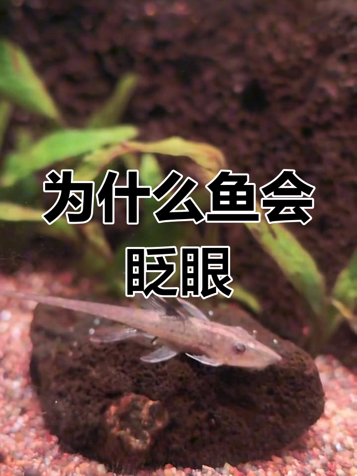 鱼类也会睡觉吗?_鱼到底会不会睡觉 鱼类也会睡觉吗?_鱼到底会不会睡觉