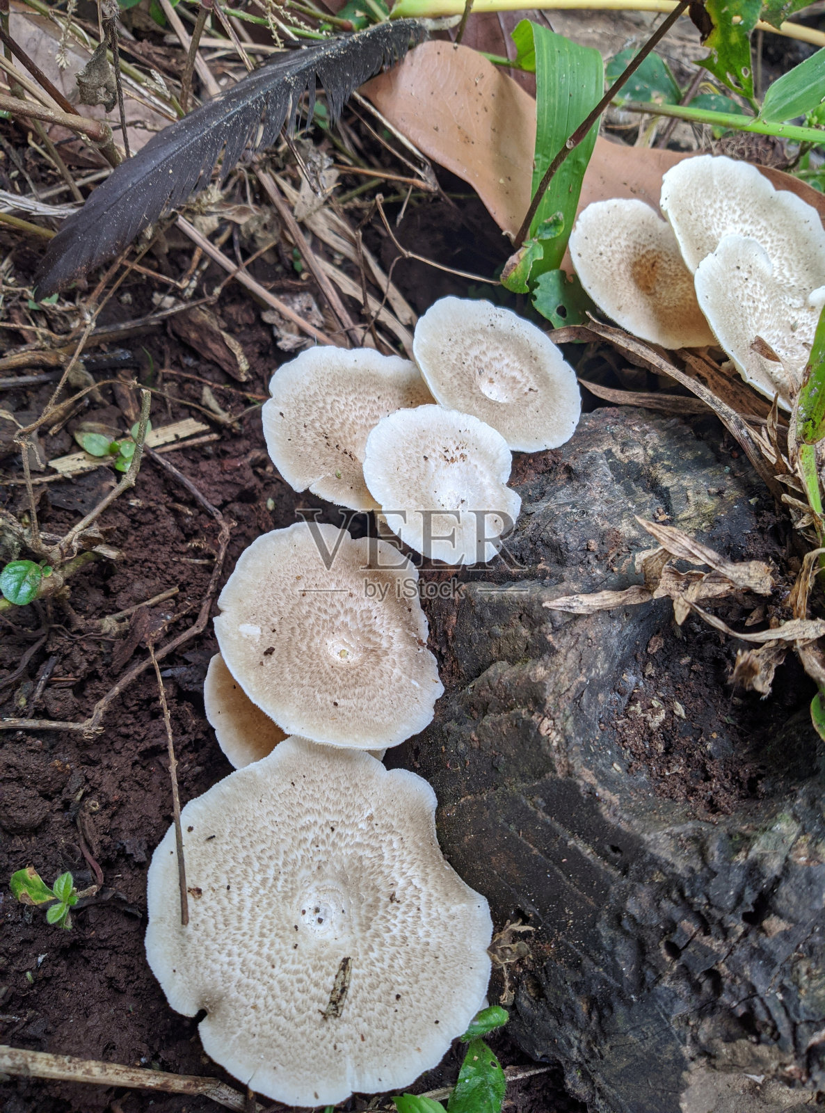 真菌的世界有多大？_真菌最大有多大