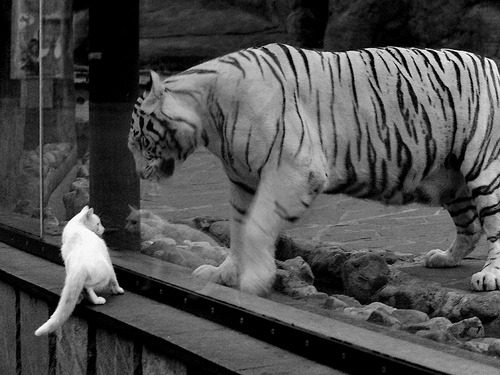 蚊子偏爱哪种血型？_蚊子偏爱什么血