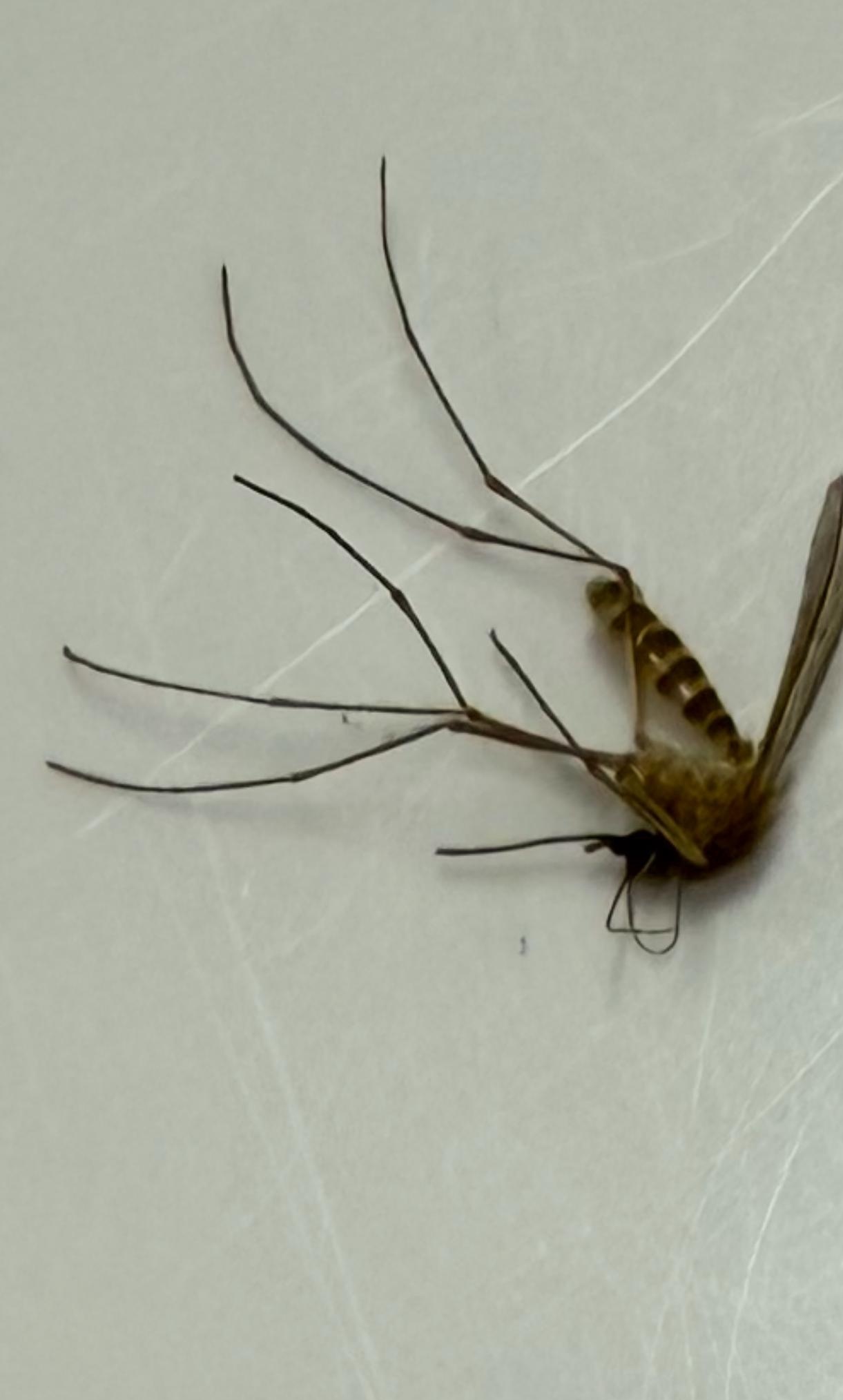 蚊子偏爱哪种血型？_蚊子偏爱什么血